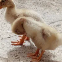 اردک|حیوانات مزرعه|میناب, |دیوار