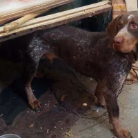 واگذاری سگ دنبلانی