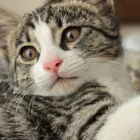 گربه گمشده|حیوانات|اندیشه, اندیشه فاز ۳|دیوار