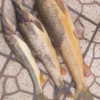 ماهی ارس تازه وخوشمزه