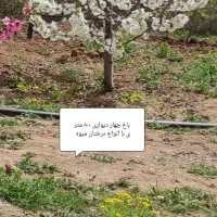 فروش باغ ۸۰۰ متری چهار دیواری در کوهسار|فروش زمین و ملک کلنگی|کرج, حصارک بالا|دیوار