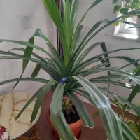 فروش گل آپارتمانی|گل و گیاه طبیعی|سراب, |دیوار