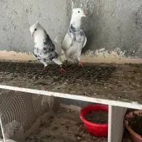 کبوتر طوقی|پرنده|تبریز, |دیوار