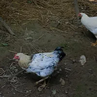 نیمچه خروس محلی(کبابی)|حیوانات مزرعه|ماکلوان, |دیوار