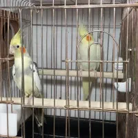 عروس هلندی مولد|پرنده|رباط‌کریم, نصیرشهر|دیوار