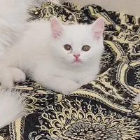 گربه مادر و بچه گربه های پرشین|گربه|مرند, |دیوار