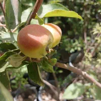 فروش نهال دو ساله فقط 100هزار تومن