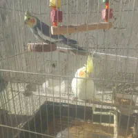 عروس هلندی ۲ جفت۲۰۰۰۰۰۰ بیدونی قفس|پرنده|پردیس, فاز ۱۱|دیوار