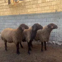 گوسفند، قوچ، دامداری