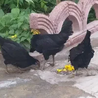 مرغ محلی  معامله با کبوترخورموج|پرنده|خورموج, |دیوار