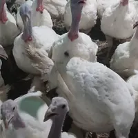 بوقلمون بیوتی گوشتی