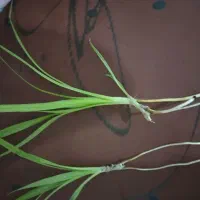 گل پاندانوس