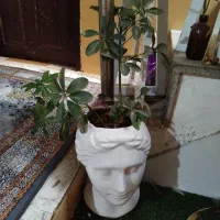 گل و گلدان