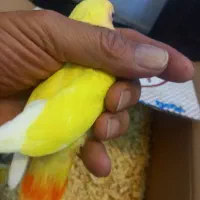 کوتوله.جوجه .مولد.بالغ|پرنده|اصفهان, شفق|دیوار