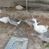 غاز و غوغاز