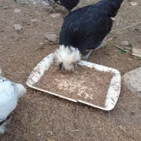 خروس سلطان|حیوانات مزرعه|رشت, دیانتی|دیوار