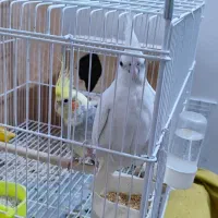 یک جفت عروس هلندی مولد