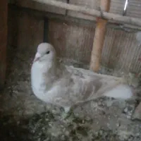 کبوتر سده نره