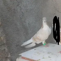 کفتر