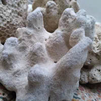 اکواریوم وماهی گوپی مولد بلک فسفری ۷رنگ|ماهی|فردیس, شهرک شهید حسینی|دیوار