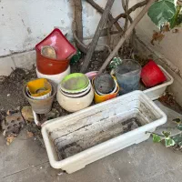 تعدادی گلدان