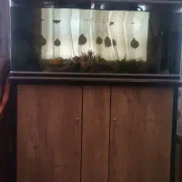 آکواریم شرکتی 500 لیتری ماهیران