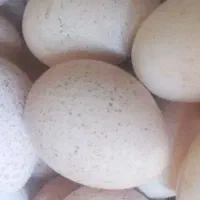 تخم بوغلمون