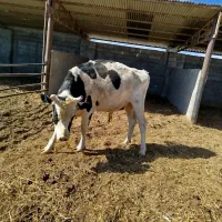 گاو نر|حیوانات مزرعه|راین, |دیوار