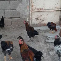 ۶عددخروس 6 تا7 ماهه محلی