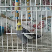 طوطی عروس|پرنده|بابل, |دیوار