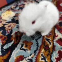 خرگوش کوچیک بازیگوش|موش و خرگوش|تبریز, |دیوار