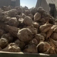 چغندر برای دام