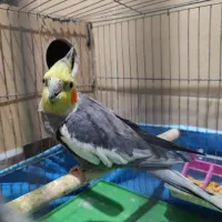 سه عدد پرنده یک جوفت مولد ویک عدد دستی