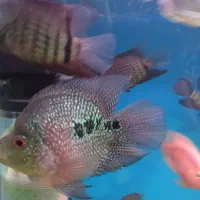 ماهی فلاور و گرین ترور