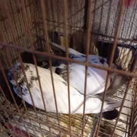 کفتر|پرنده|سیرجان, |دیوار