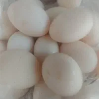 فروش تخم غاز محلی