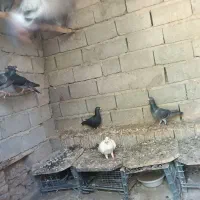 کبوتر مسافتی اصل اصل