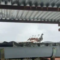 فروش کبوتر پرشی اصیل خالپر|پرنده|مرزیکلا, |دیوار