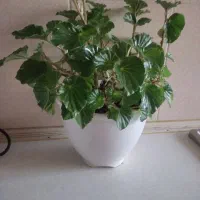 گل طبیعی