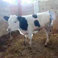 گاو|حیوانات مزرعه|واجارگاه, |دیوار