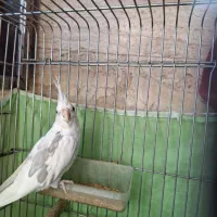 عروس هلندی مولد