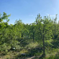 زمین-باغ-300متر-laquo-تاپ-لوکیشن-رامجین-رحمانپور-raquo-سهیلیه