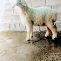 بره چاق چاق سالم بدون عیب