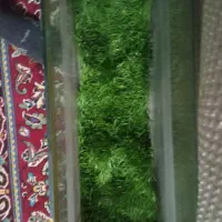 اکواریوم|ماهی|رباط‌کریم, رباط‌کریم|دیوار