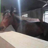 فروش اسب تربرد