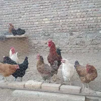 مرغ