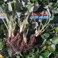 نهال پاک کرده توت فرنگی کامروس