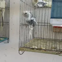 طوطی عروس|پرنده|میانه, |دیوار