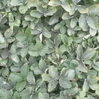 نهال کاماروس سابرینا|گل و گیاه طبیعی|خان ببین, |دیوار