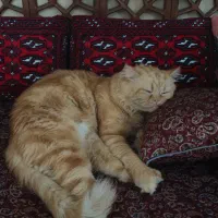 واگذاری گربه پرشین